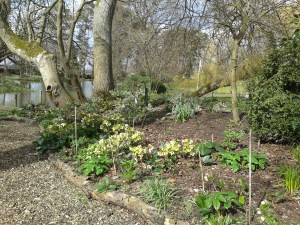 Rhododendron Dell beginning to be planted up