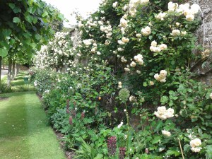 Rosa 'Buff Beauty' looking fabulous in the drive border