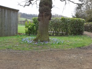 Chionodoxa luciliae under Oak tree
