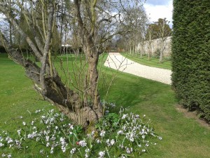Chionodoxa forbesii 'Pink Giant' planted under Lilac