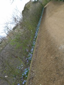 Mass of Chionodoxa luciliae running under mixed hedge