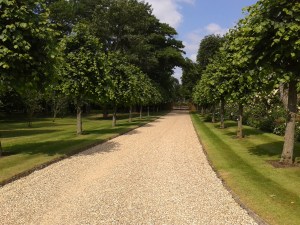 Pollarded Limes leafed up