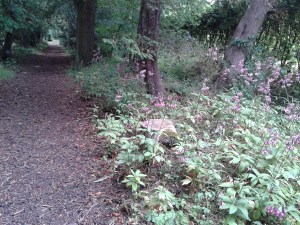 Lilium martagon on mass in the Tooth Fairy woodland walk