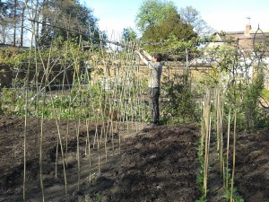 Putting up the bean structure