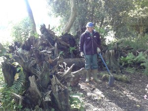 The Stumpery coming along