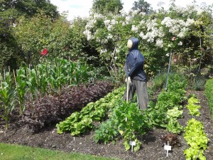 The Scarecrow of 2014 in the Kitchen Garden