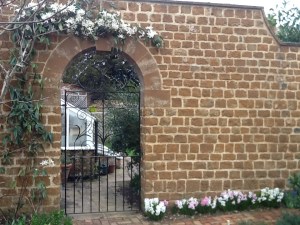 The gorgeously scented late-winter to spring flowering Clematis armandii in flower.