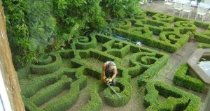 Samantha trimming a formal box parterre using an electric hedge trimmer