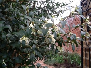 Osmanthus x burkwoodii