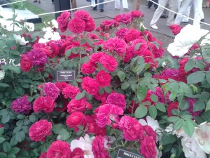 Rosa 'Frilly Cuff' introduced by Peter Beales