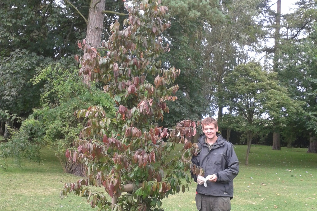 Photograph of planted Parrotia persica 2014